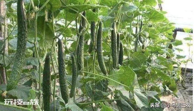 黄瓜只开花不结果怎么回事(造成生长期间只开花不结果原因)-图片4